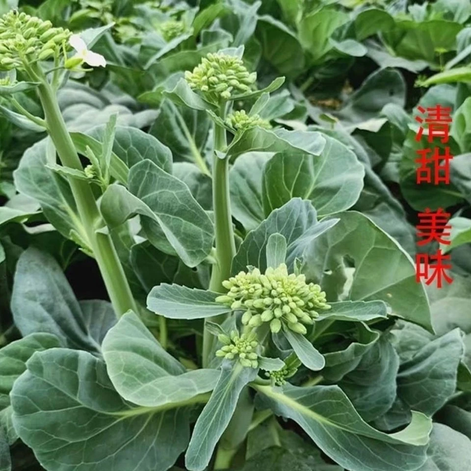 现摘现发芥兰家常小炒白灼芥蓝绿叶甘蓝芥蓝坏包赔清甜鲜脆美味