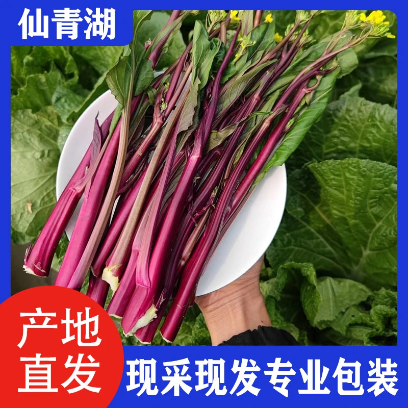 新鲜现采湖北菜苔红菜苔菜苔2斤3斤4斤包邮