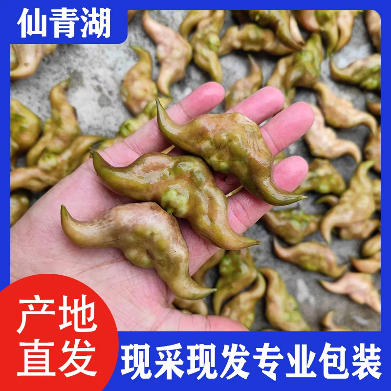【顺丰包邮】2025年新鲜上市新鲜菱角新鲜老菱角3斤5斤顺丰包邮