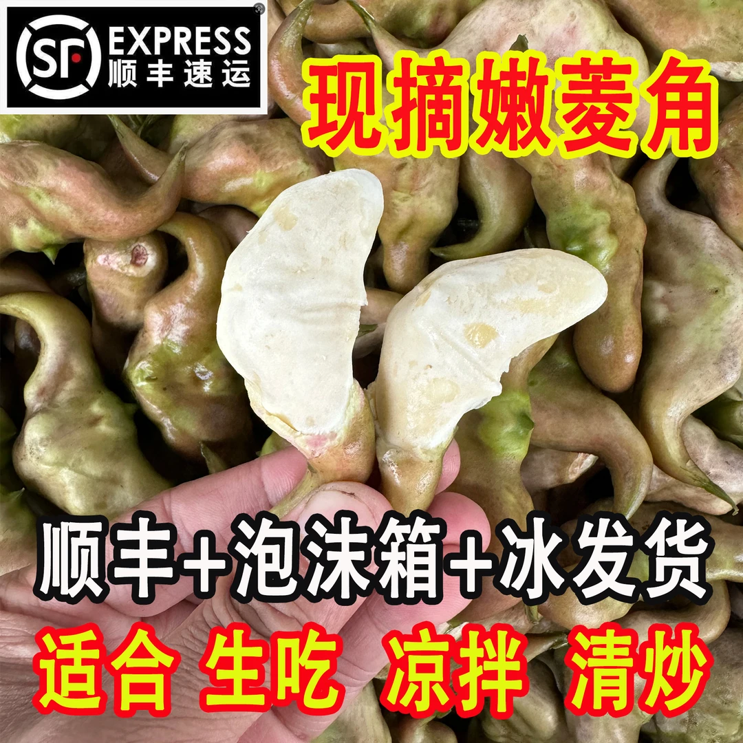 【顺丰包邮】2025年江汉平原特产现采现摘新鲜嫩菱角可生吃嫩菱角