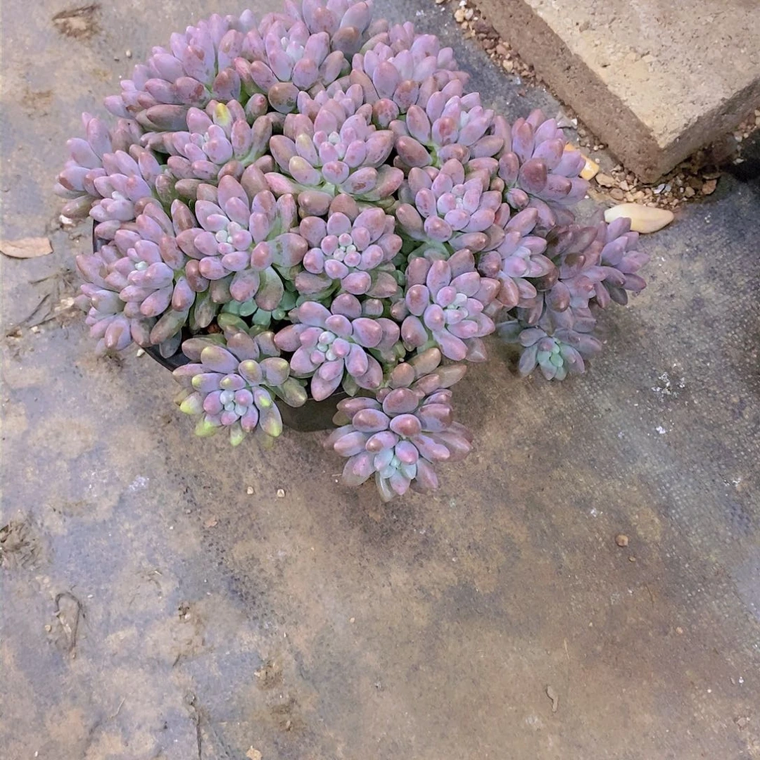 婷**M樱桃美人多肉植物群