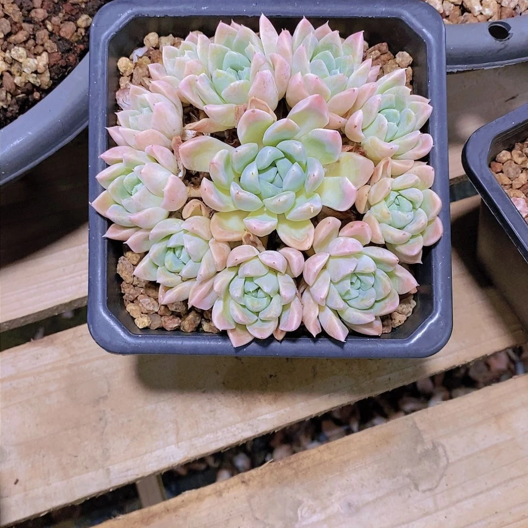 追*者奶油美人多肉植物