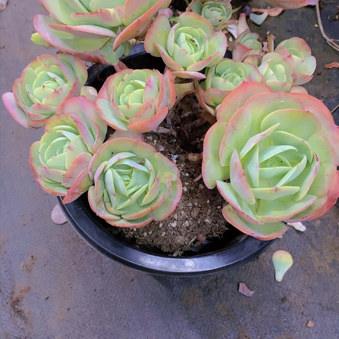 郭**姐鸡蛋碧桃多肉植物老桩