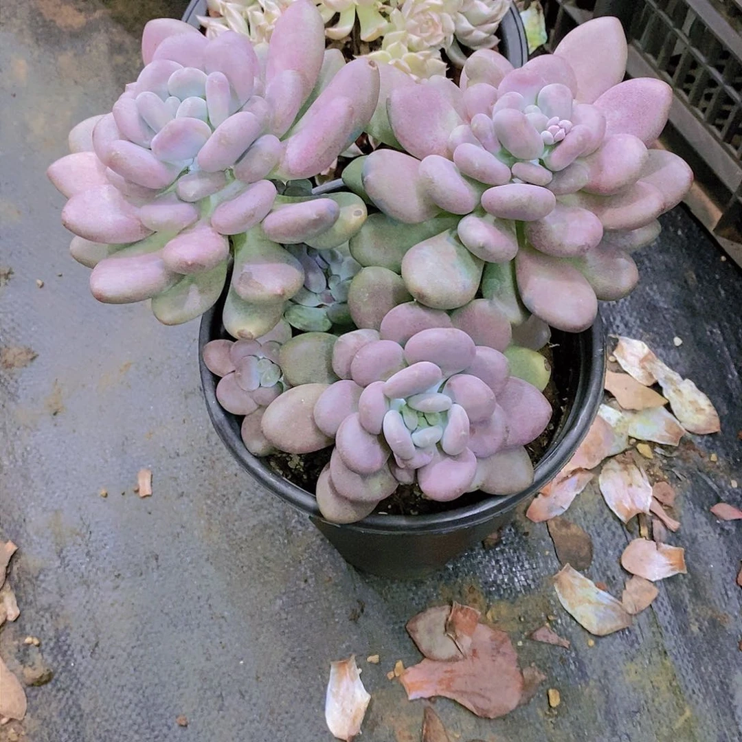 微**?月美人多肉植物群