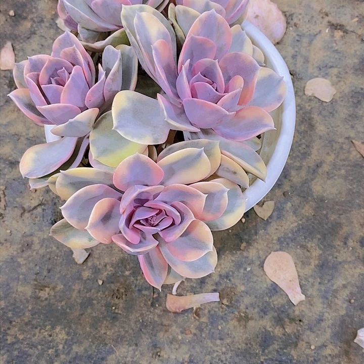晓*彩虹锦多肉植物老桩