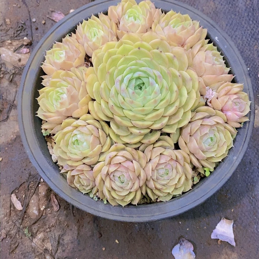 ?**?昴斯洛多肉植物老桩