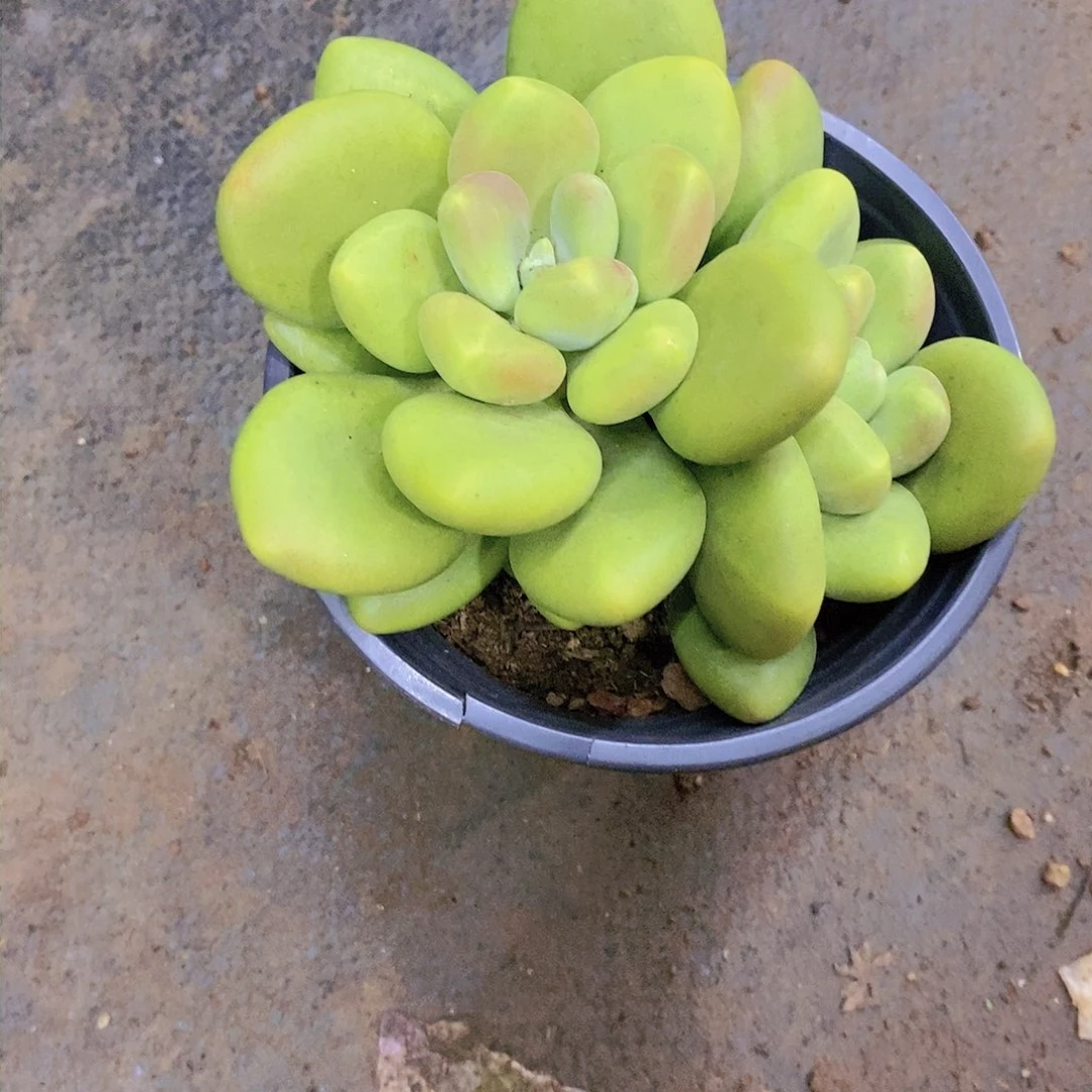 ℋ****࿐芒果奶多肉植物