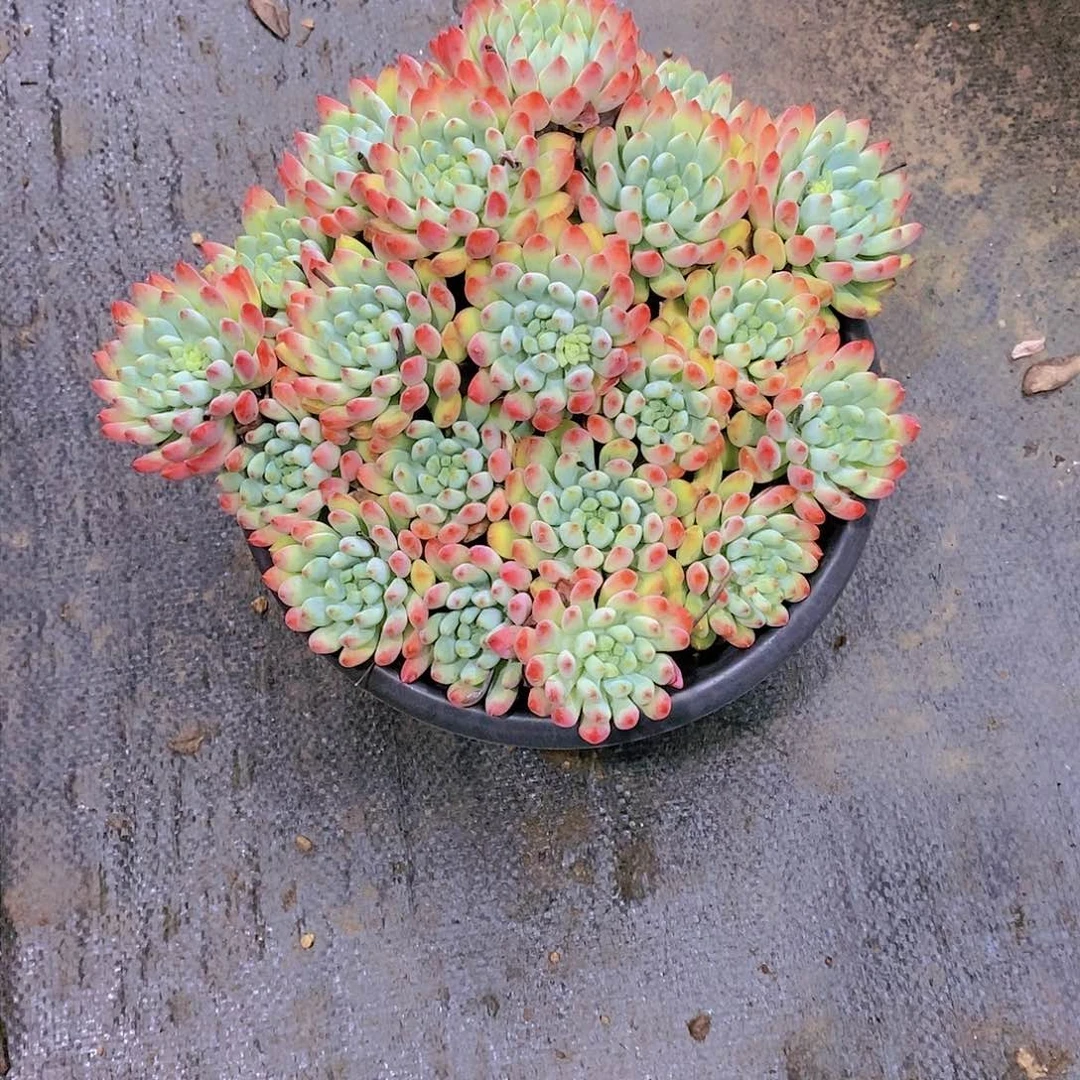 米****座蓝苹果多肉植物群
