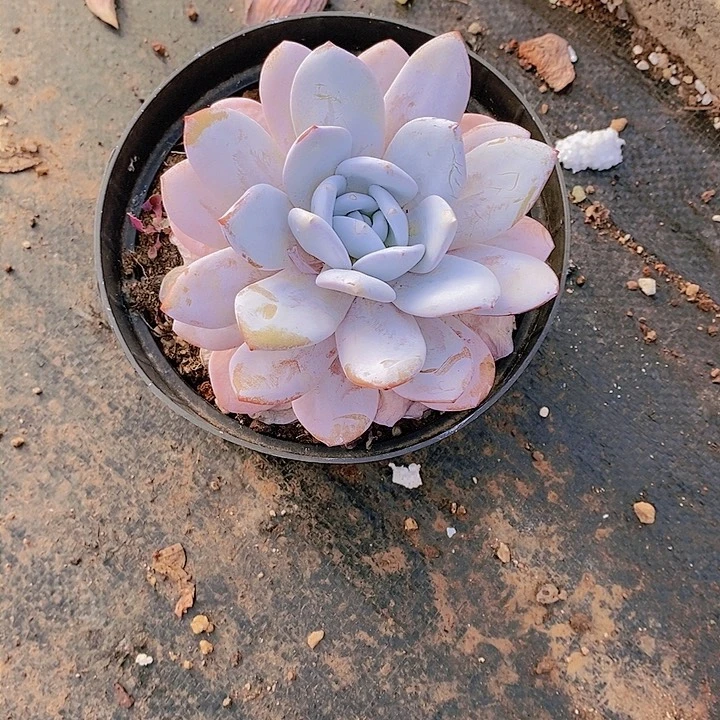 流**爵雪莲多肉植物