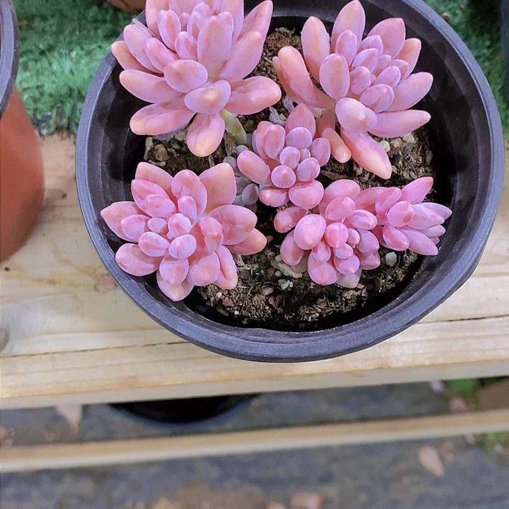 软*星带路多肉植物