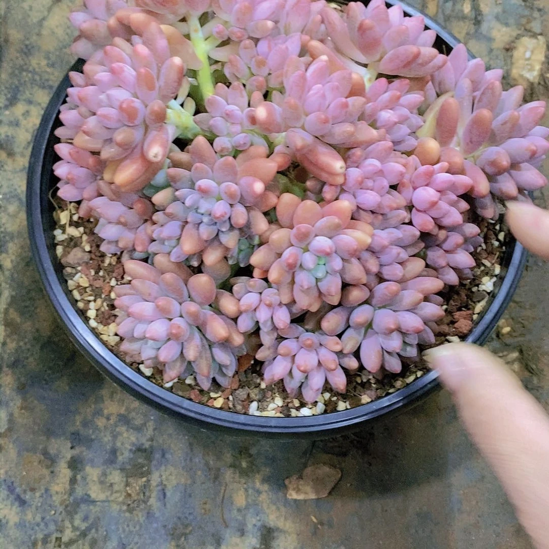 静****?婴桃美人多肉植物老桩