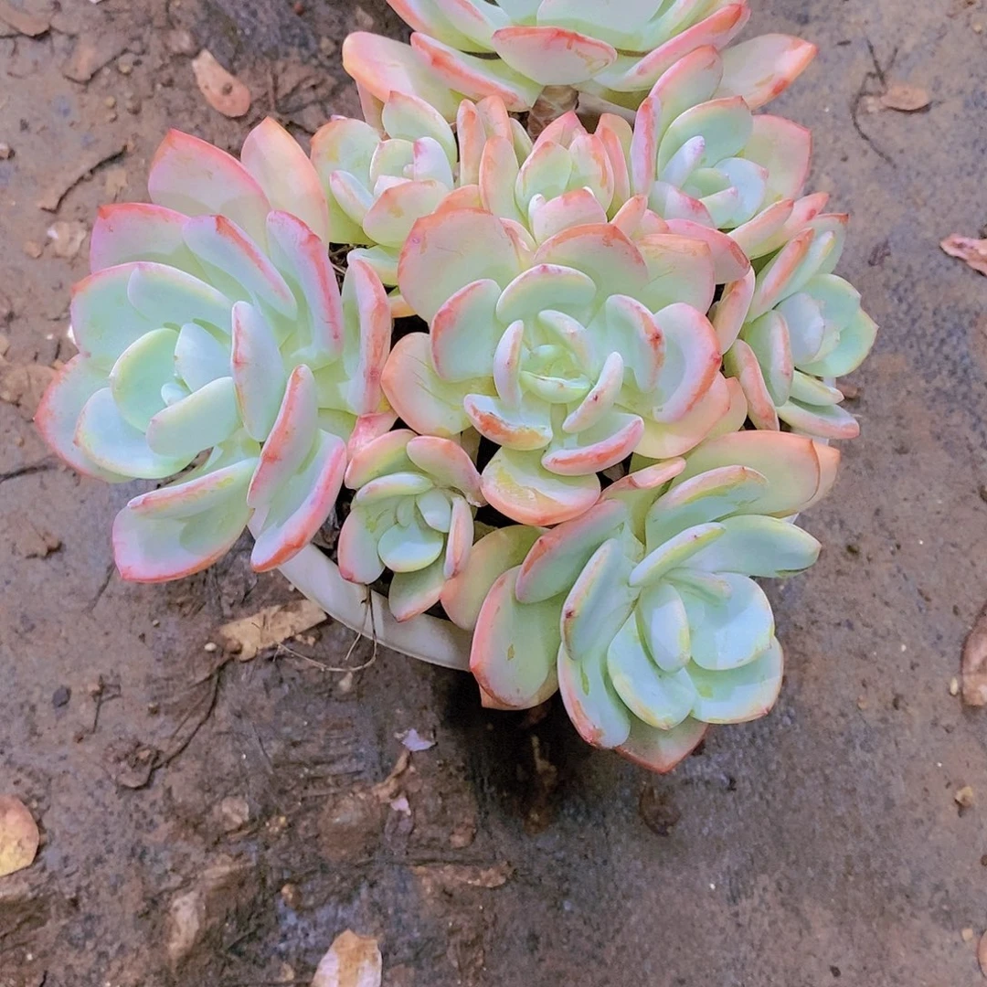 我****烤白月光多肉植物老桩