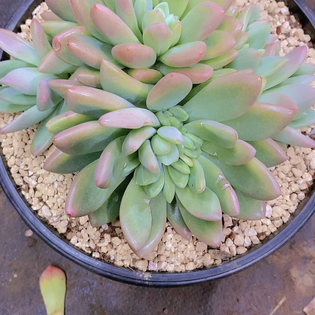 庆*香妃多肉植物老桩