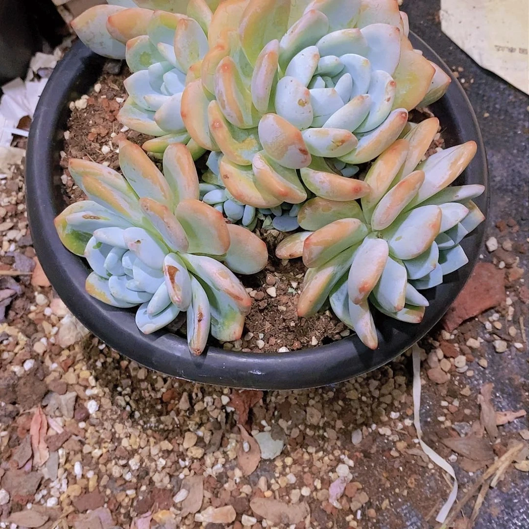 ?****冷香多肉植物群