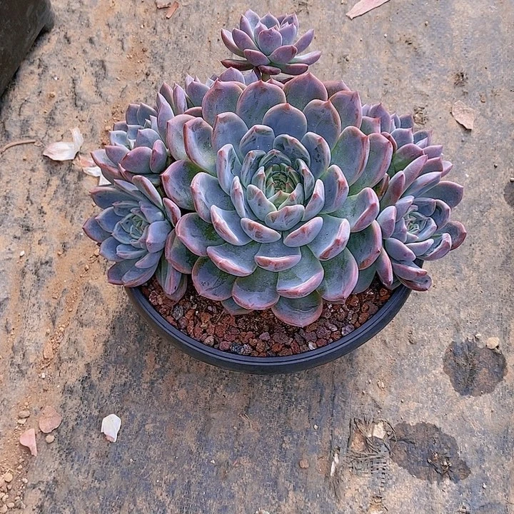 贝*橙子杂多肉植物