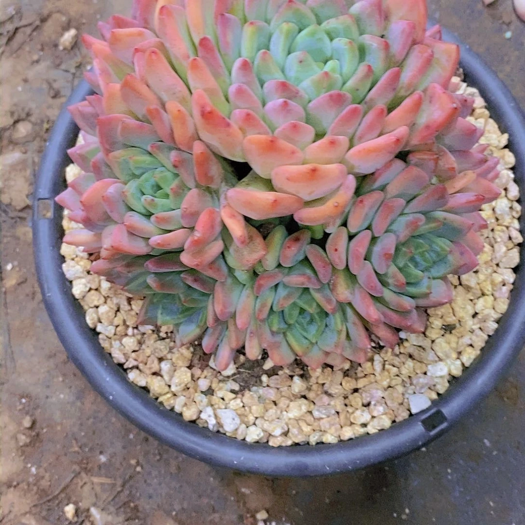 超****孩杂交多肉植物老桩