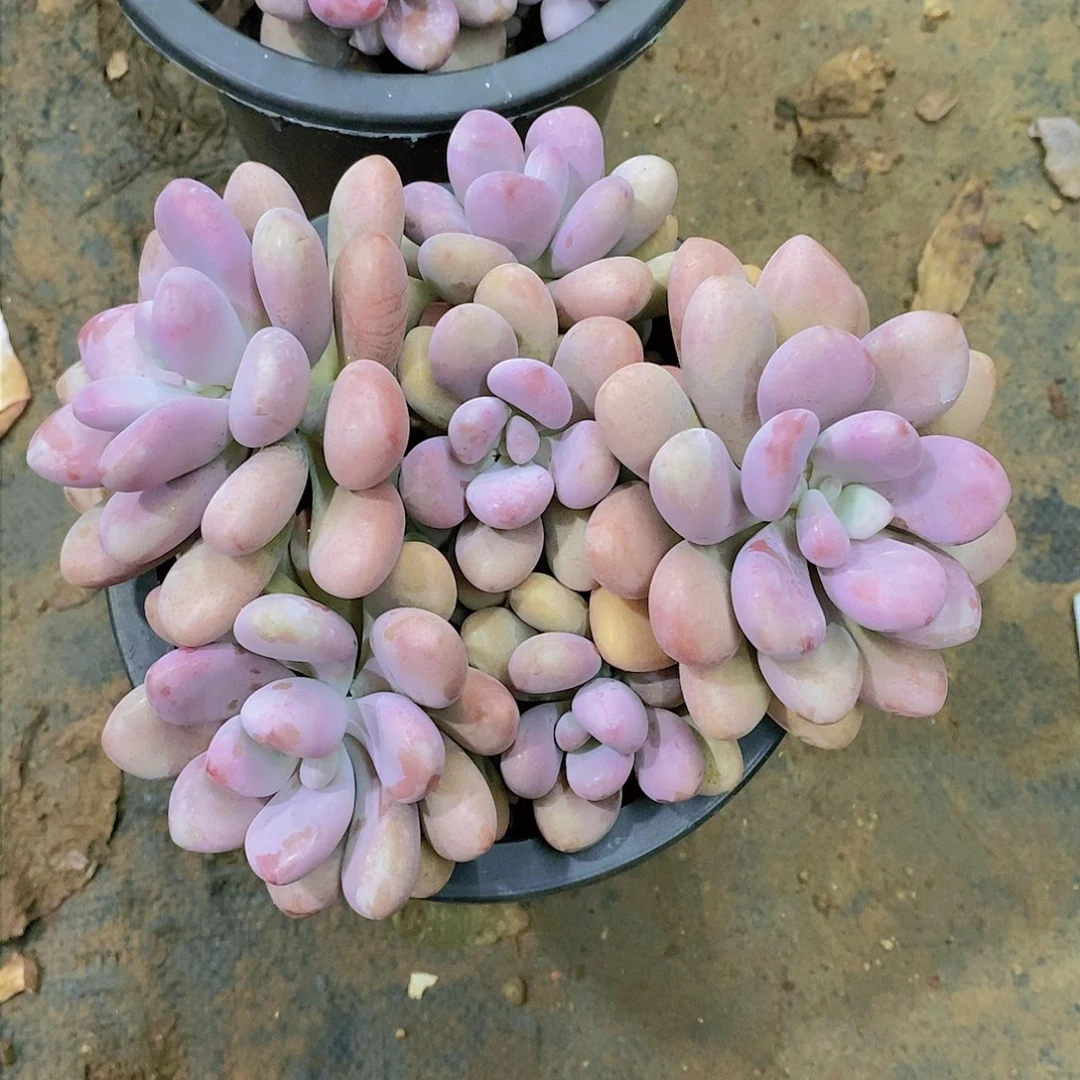 与**伴桃蛋多肉植物老桩