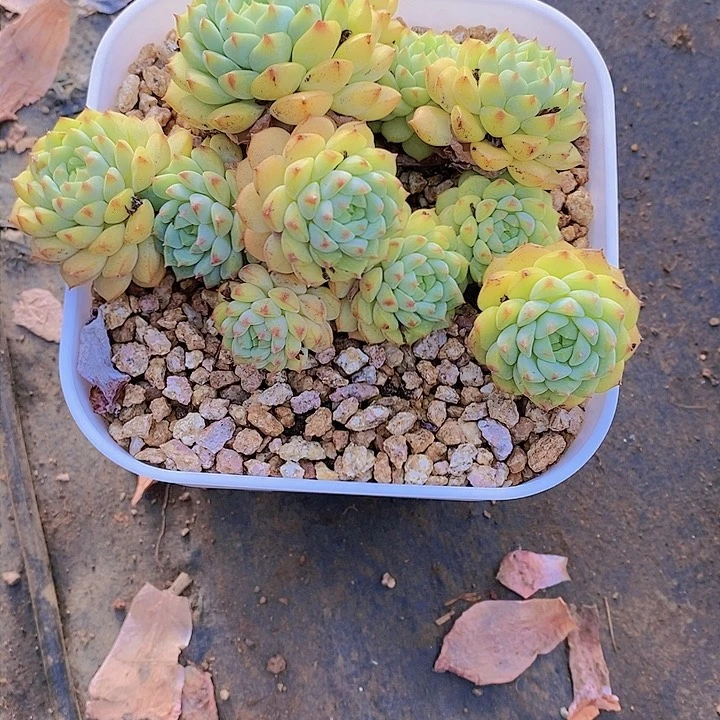 ?**主熊猫多肉植物老桩