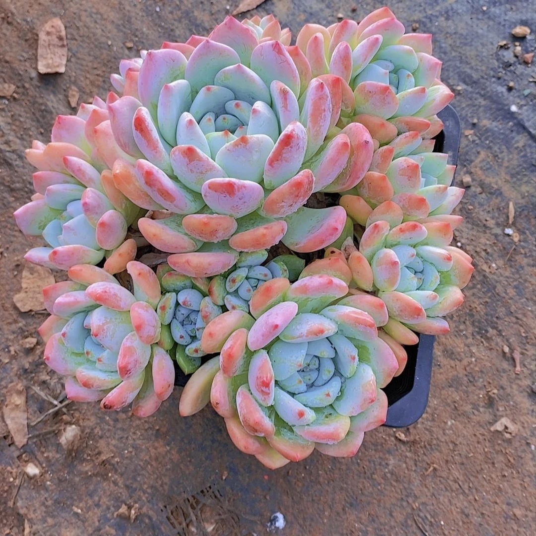 幽*?忘苏多肉植物老桩