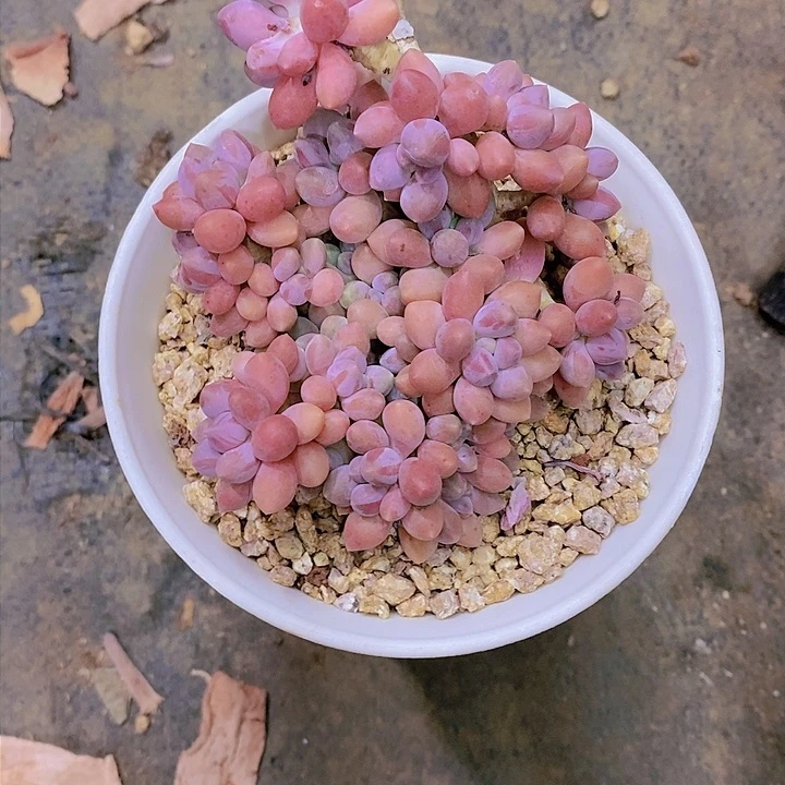 一****、多肉植物老桩