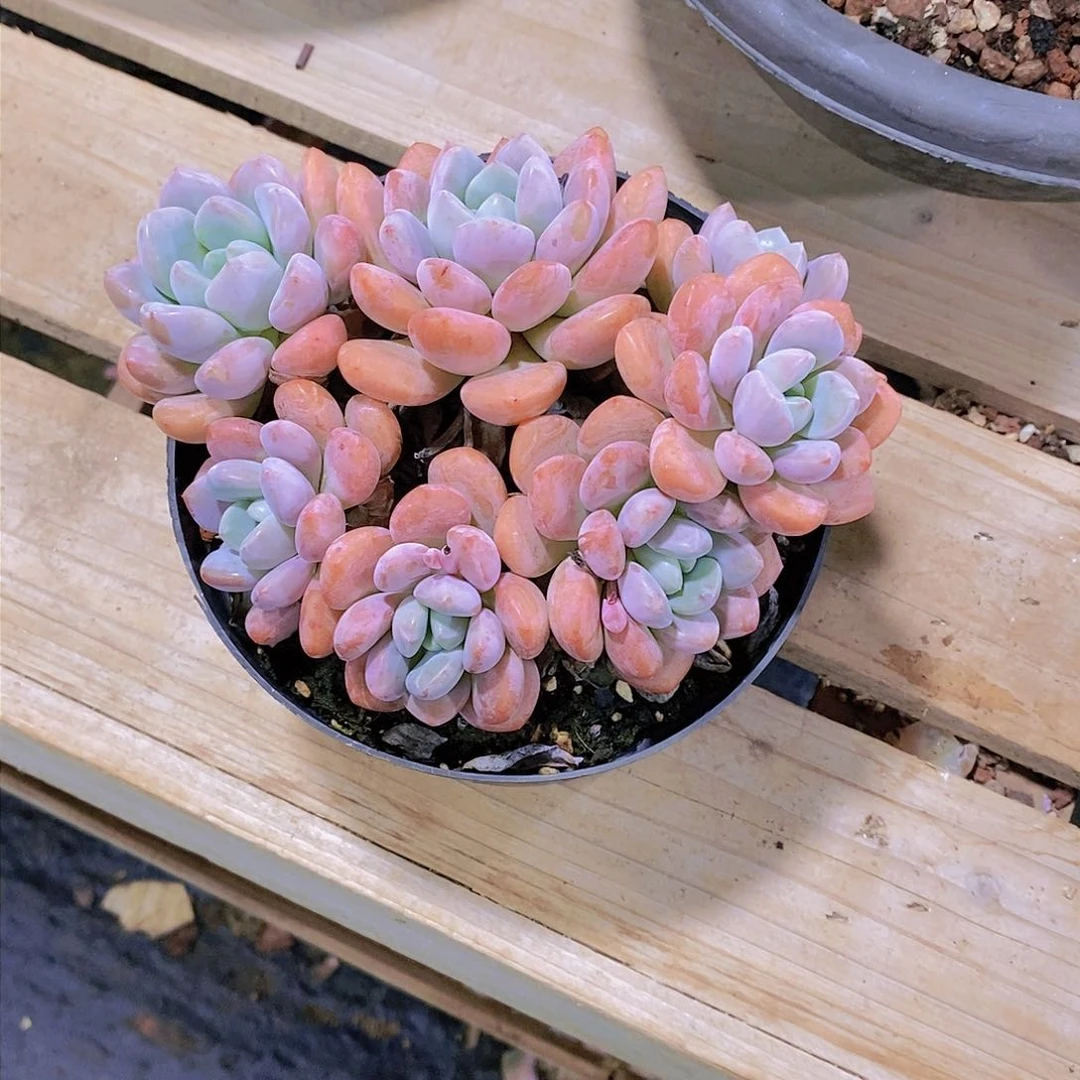 微*花斑鹭多肉植物群