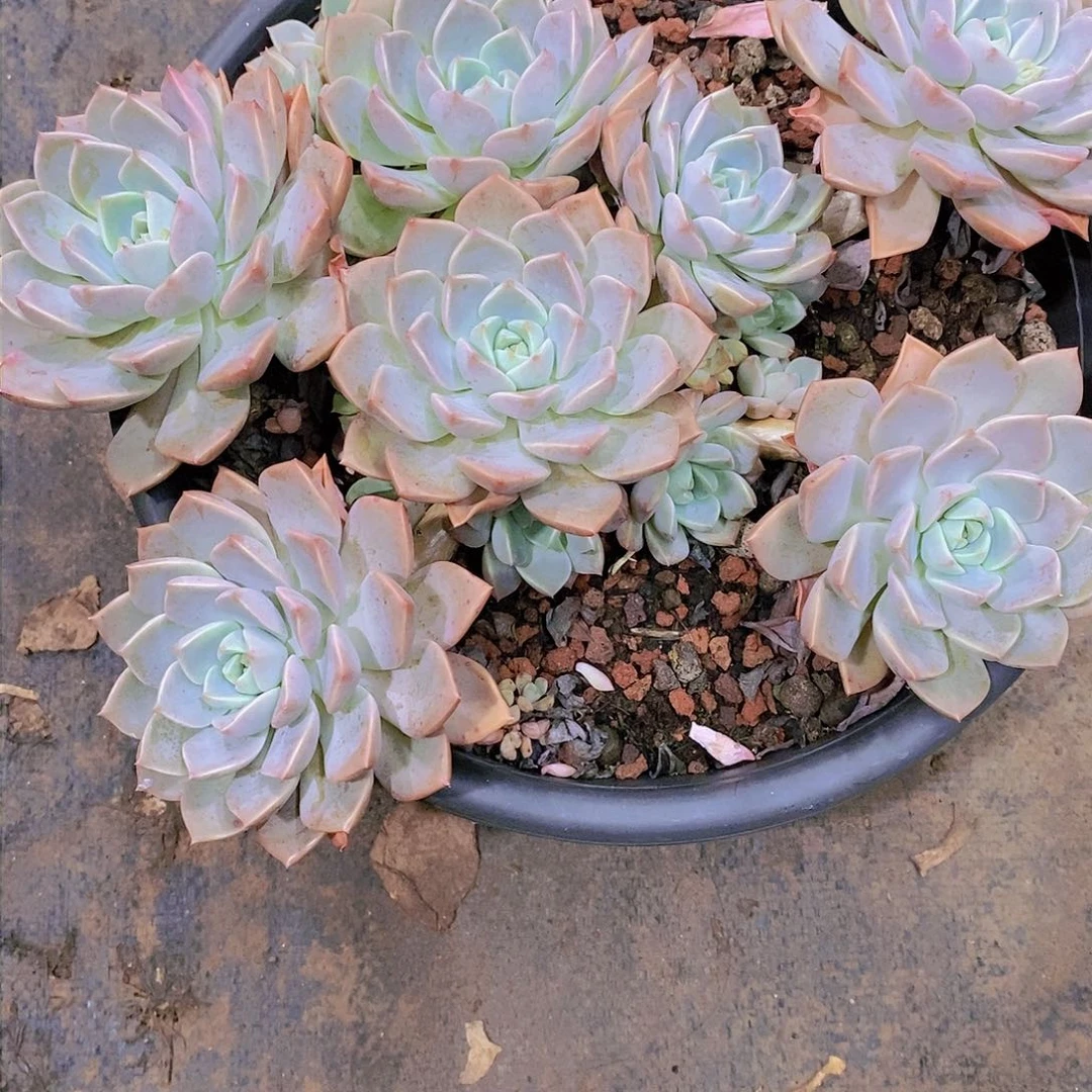 渟*红粉佳人多肉植物老桩