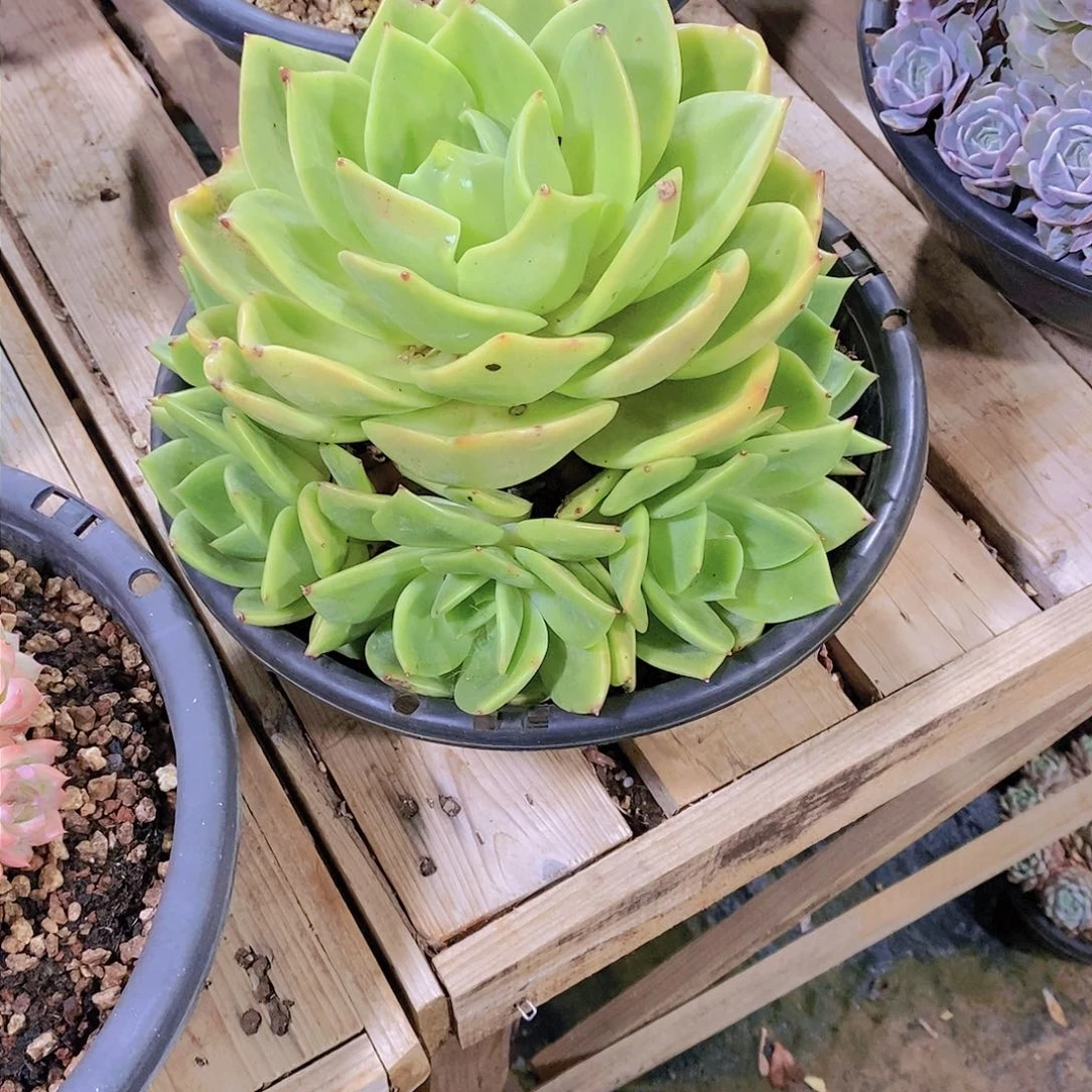 八****柜翠鸟群多肉植物