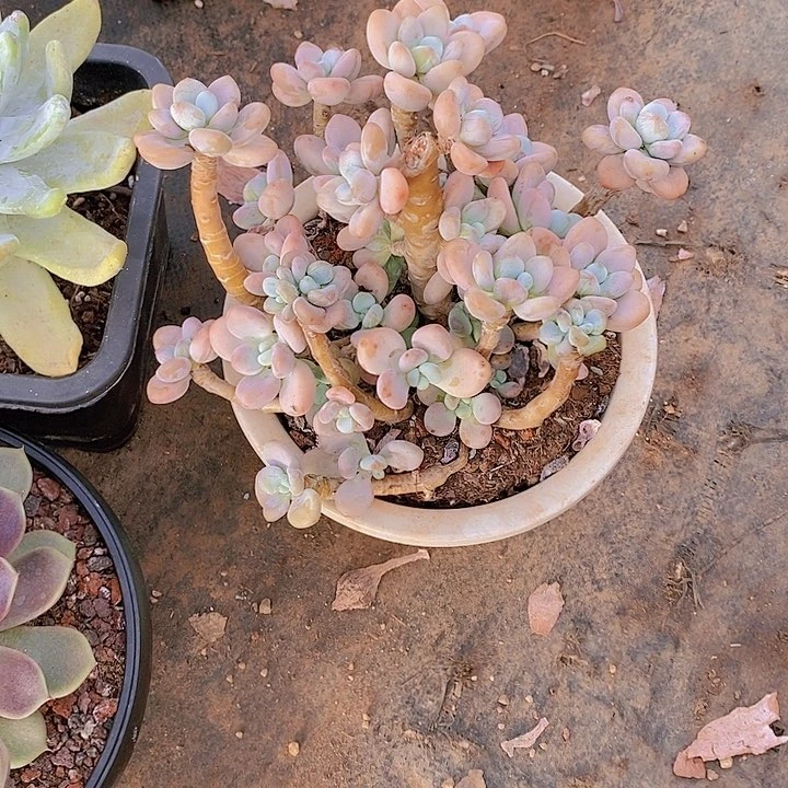 ?***?洛神多肉植物