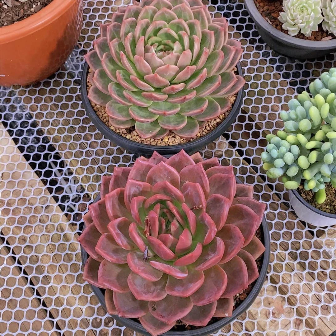 美*香槟多肉植物二个