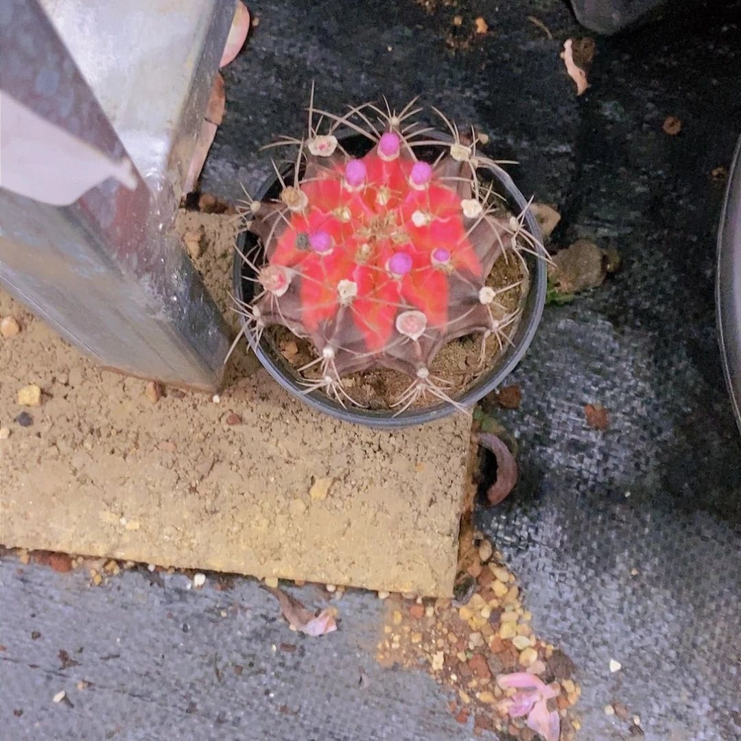 美*仙人球多肉植物