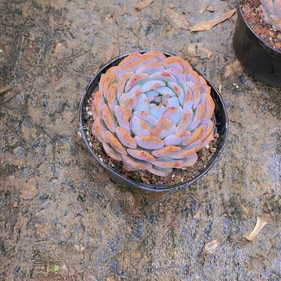 皮*丘韩橙多肉植物老桩