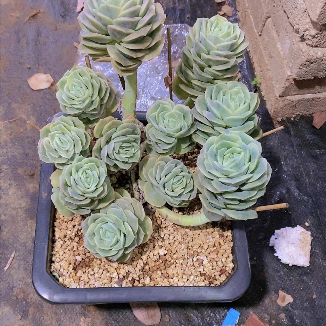 ?**?可爱玫瑰多肉植物群