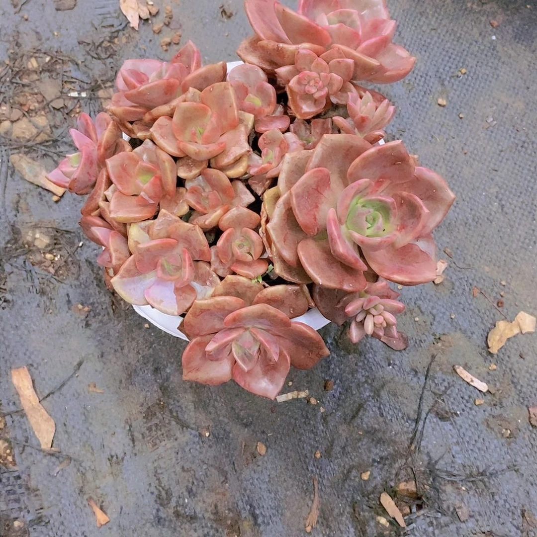 曾****6琉璃多肉植物群