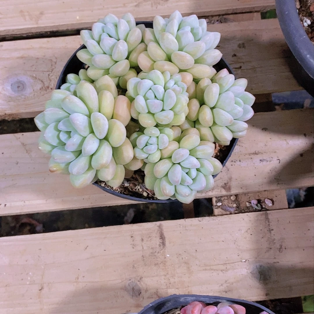 静****?泡泡糖多肉植物群