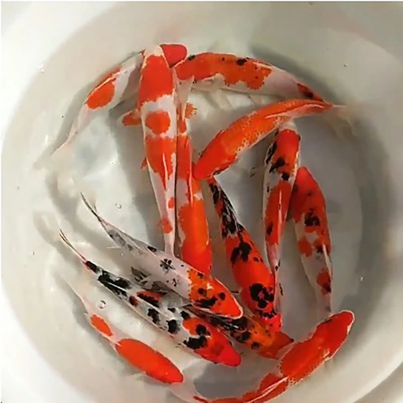 淡水红白锦鲤活鱼小型鱼草金鱼小金鱼苗观赏鱼冷水耐活好养鱼