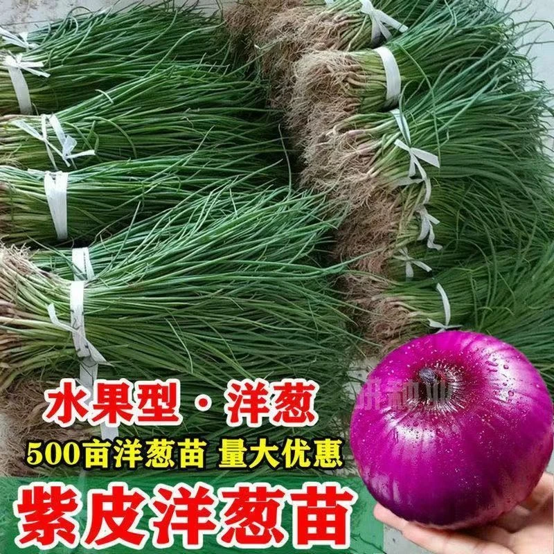【基地鲜苗现发】水果洋葱苗扁圆紫红皮洋葱大果红皮洋葱秧苗圆葱苗