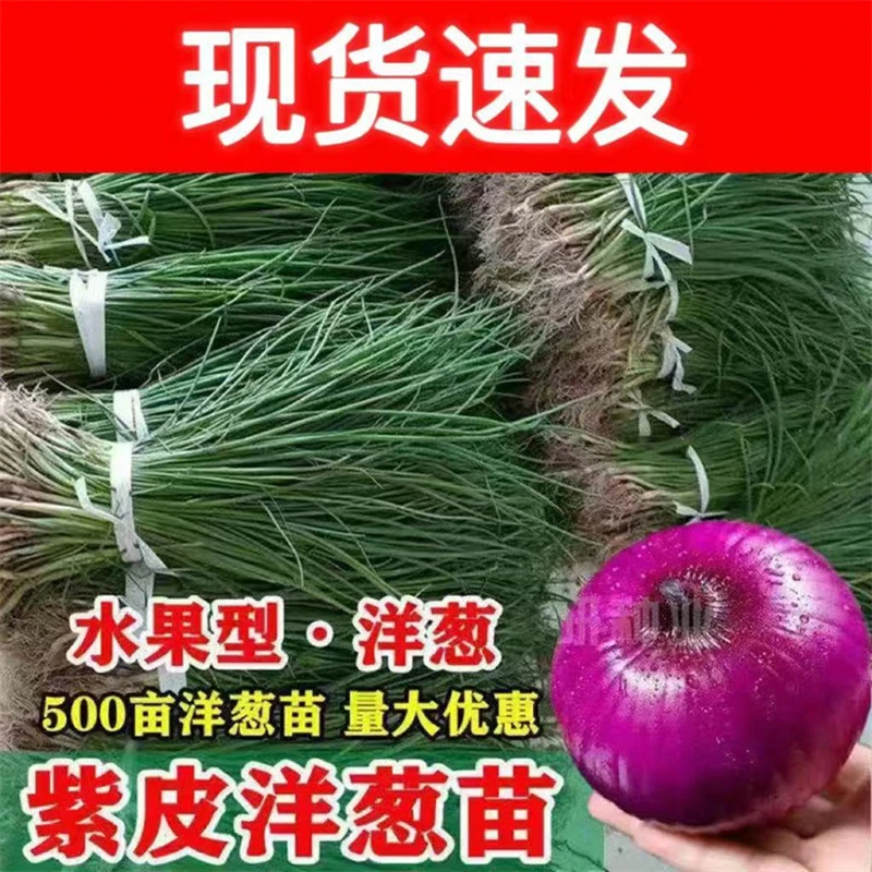 【鲜苗】水果洋葱苗种植紫红皮洋葱种子扁圆洋葱秧秋冬蔬菜圆葱种苗