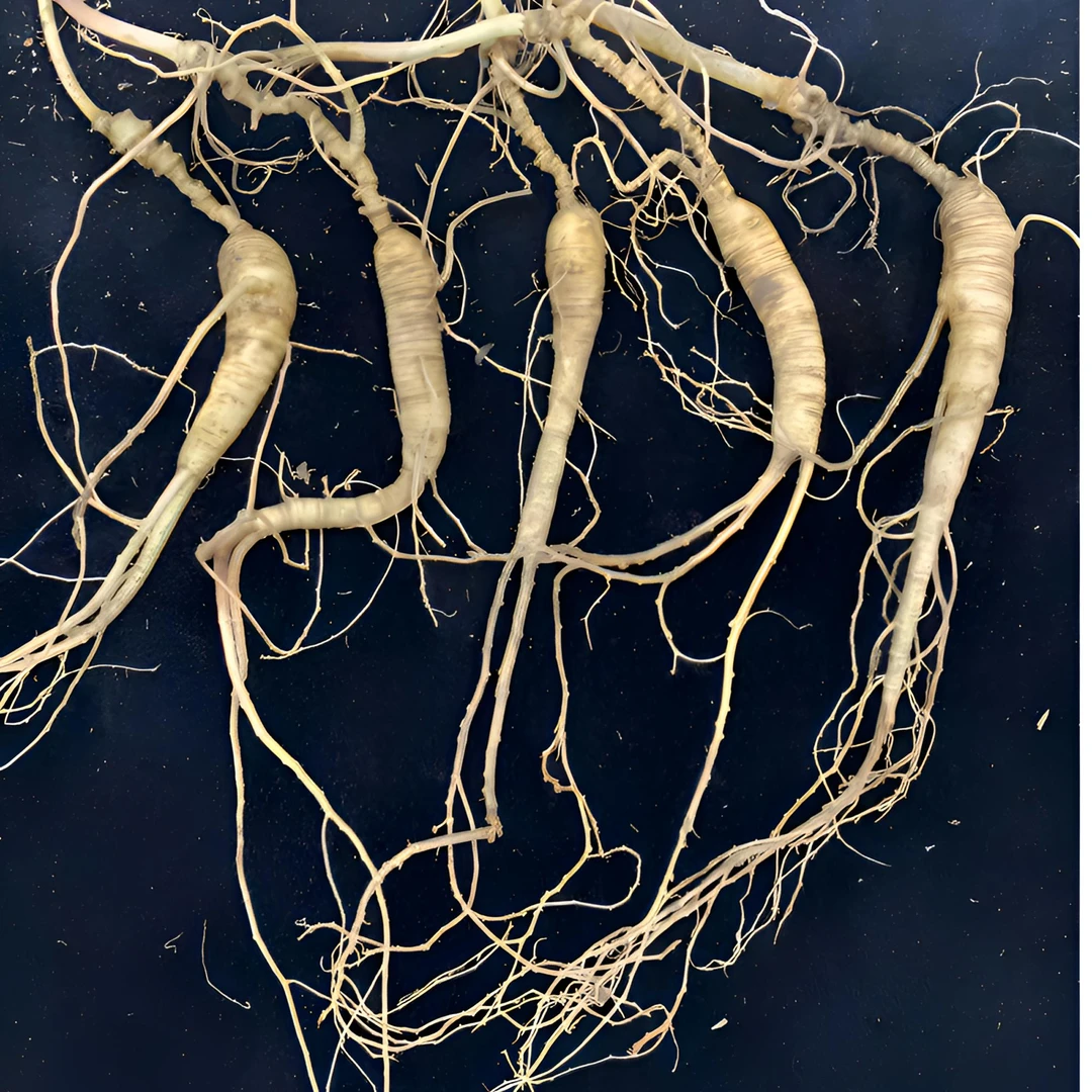 15年以上林下参 新鲜人参