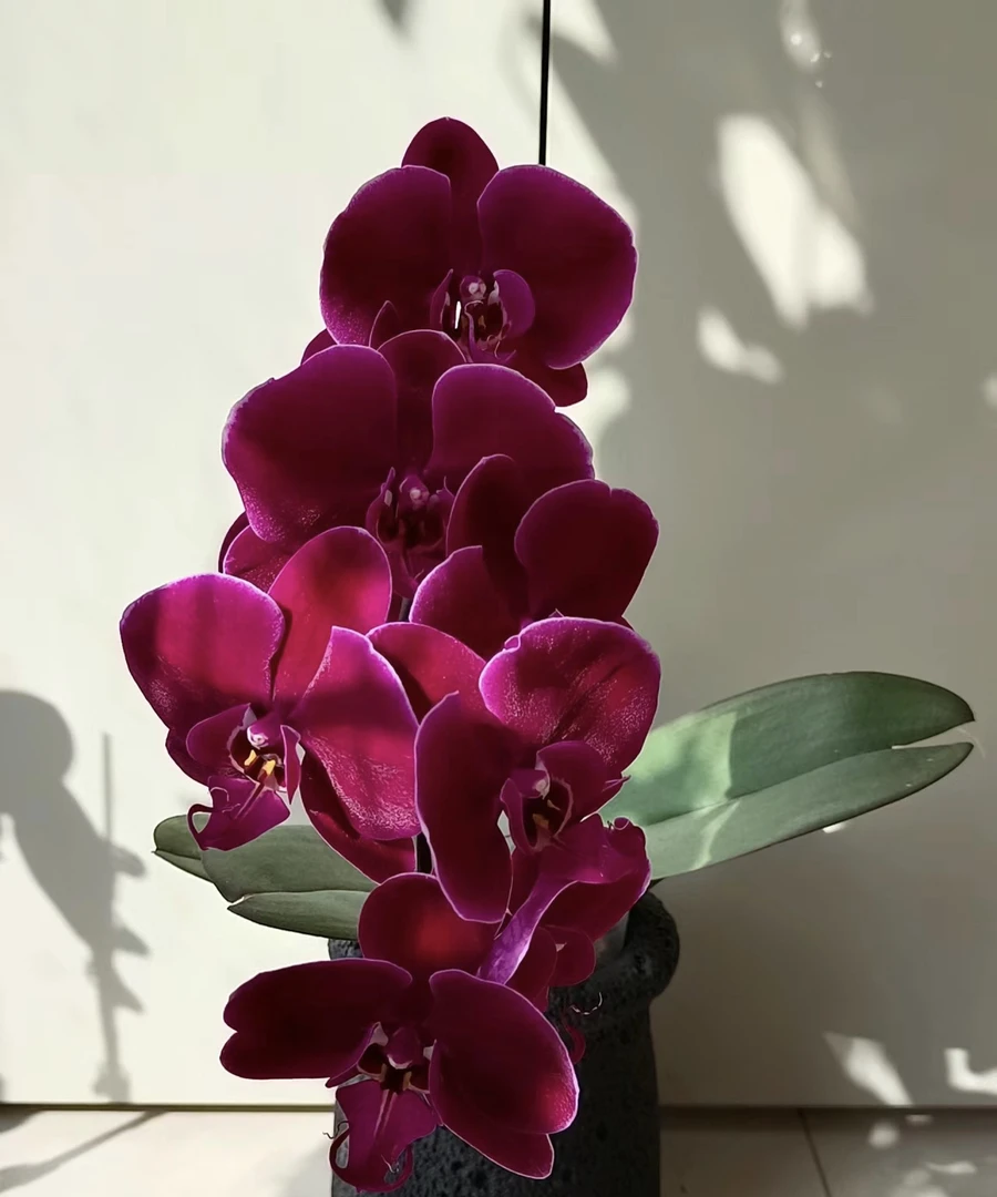 蝴蝶兰【牛记黑脸】3.5杯花苞株 叶片开裂消苞无售后