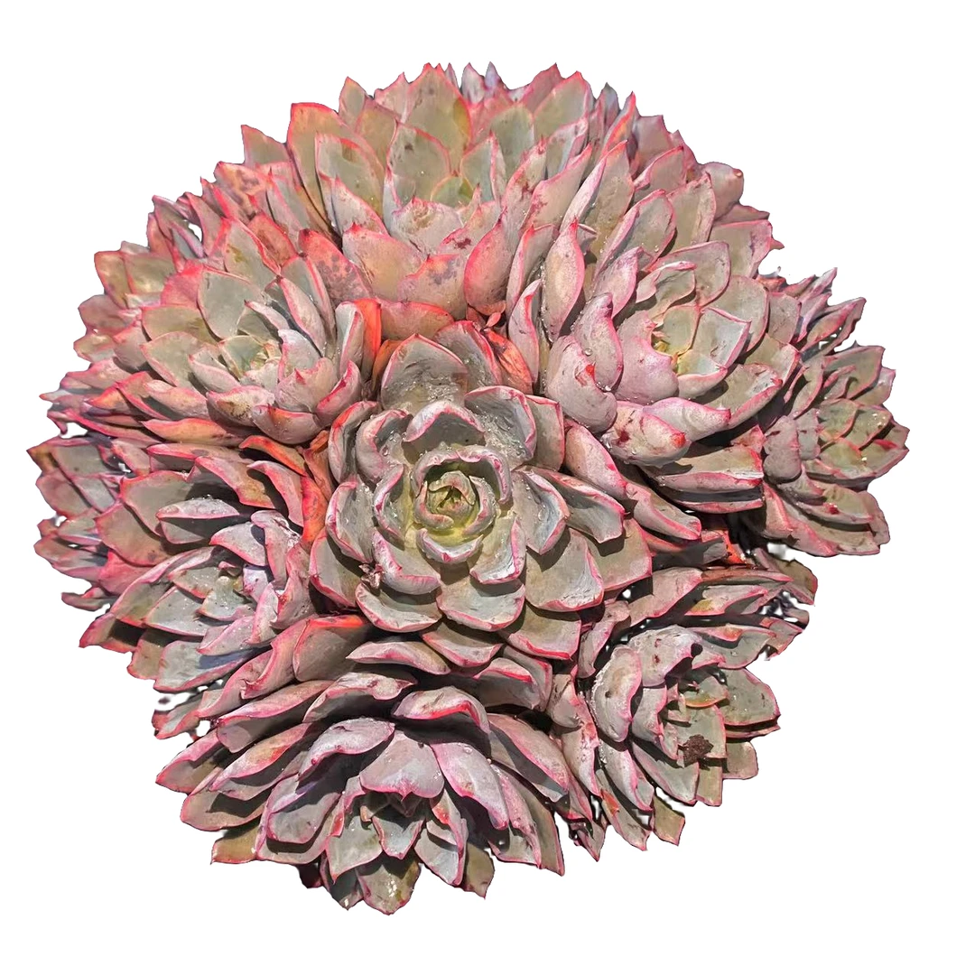 280赫拉多肉植物优选精选发货种植售后基地自产自销