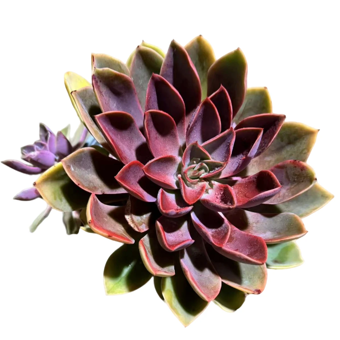 小白杯琼斯多肉植物优选精选发货种植售后基地自产自销