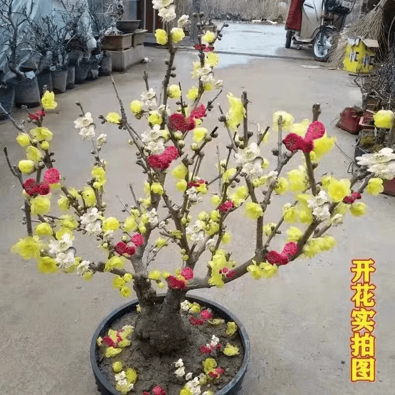 【带花苞】腊梅梅花盆栽地栽老桩浓香型耐寒植物冬天开花庭院花卉