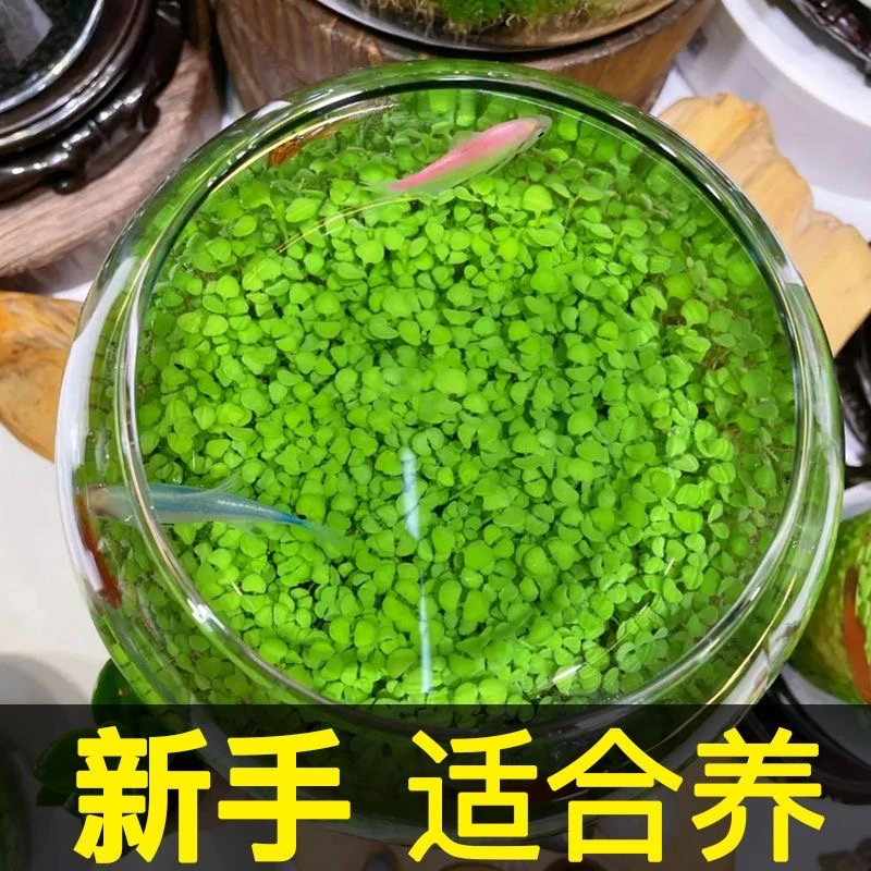 水草种子鱼缸水草籽草缸造景真草水草孑牛毛草种子新手四季种植