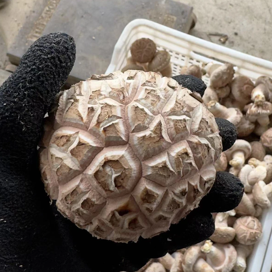 新鲜香菇产地直发本地高山冬菇煲汤原产地直供食用鲜嫩花菇500g