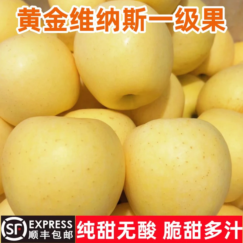 【顺丰 京东】正宗山东维纳斯黄金苹果脆甜现摘现发当季新鲜水果