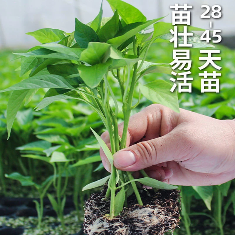 【6+6】蔬菜秧苗薄皮辣椒苗朝天椒圣女果番茄四季阳台盆栽本地附近