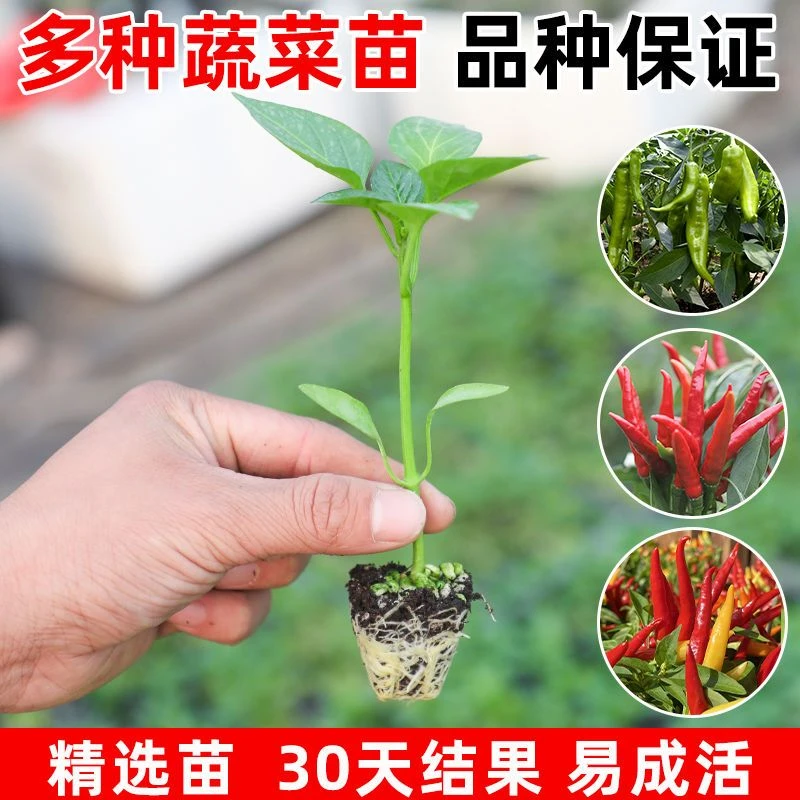 蔬菜秧苗薄皮辣椒苗朝天椒圣女果番茄四季阳台盆栽辣椒苗本地附近