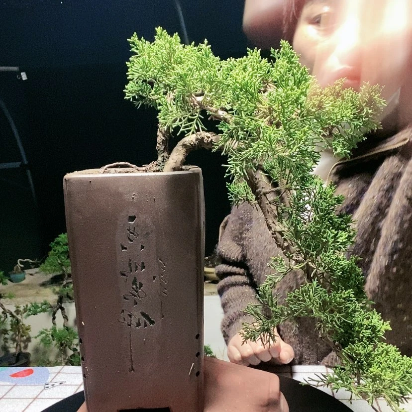 【闪购商品】盆景盆景艺术