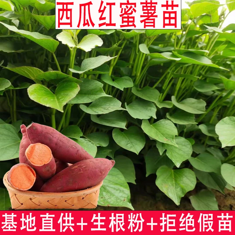 绿植 六鳌蜜薯苗西瓜红红薯苗地瓜苗原种山芋苗脱毒红皮番薯秧