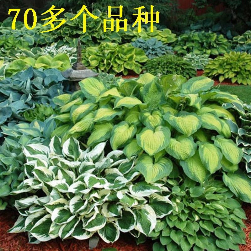 进口玉簪品种多年生宿根花卉观叶绿植玉簪苗阳台庭院地栽盆栽耐阴